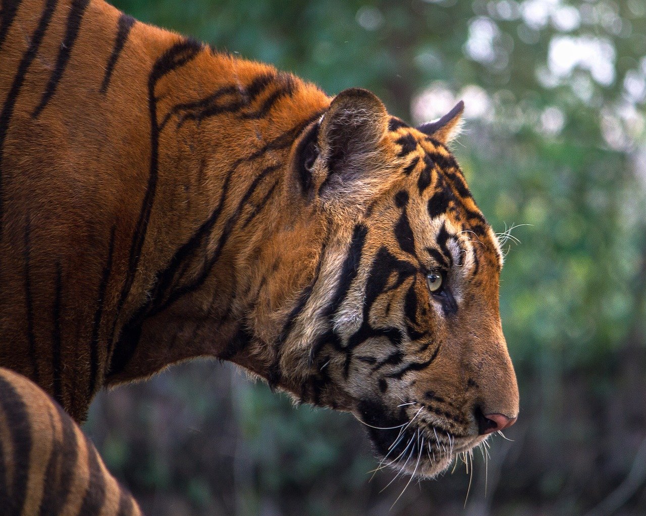 corbett national park