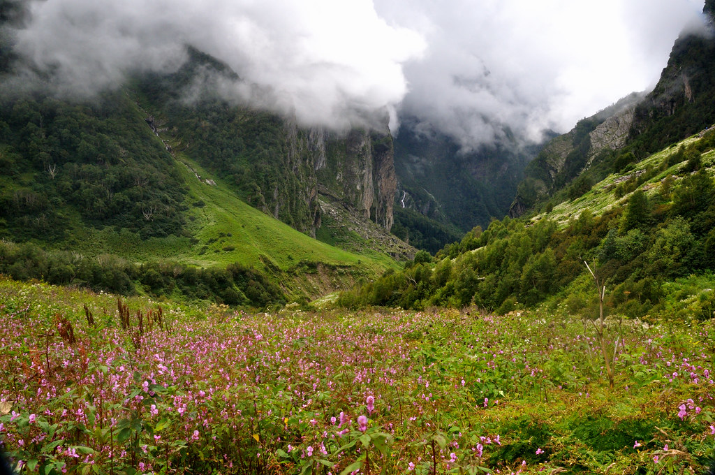 valley of flowers